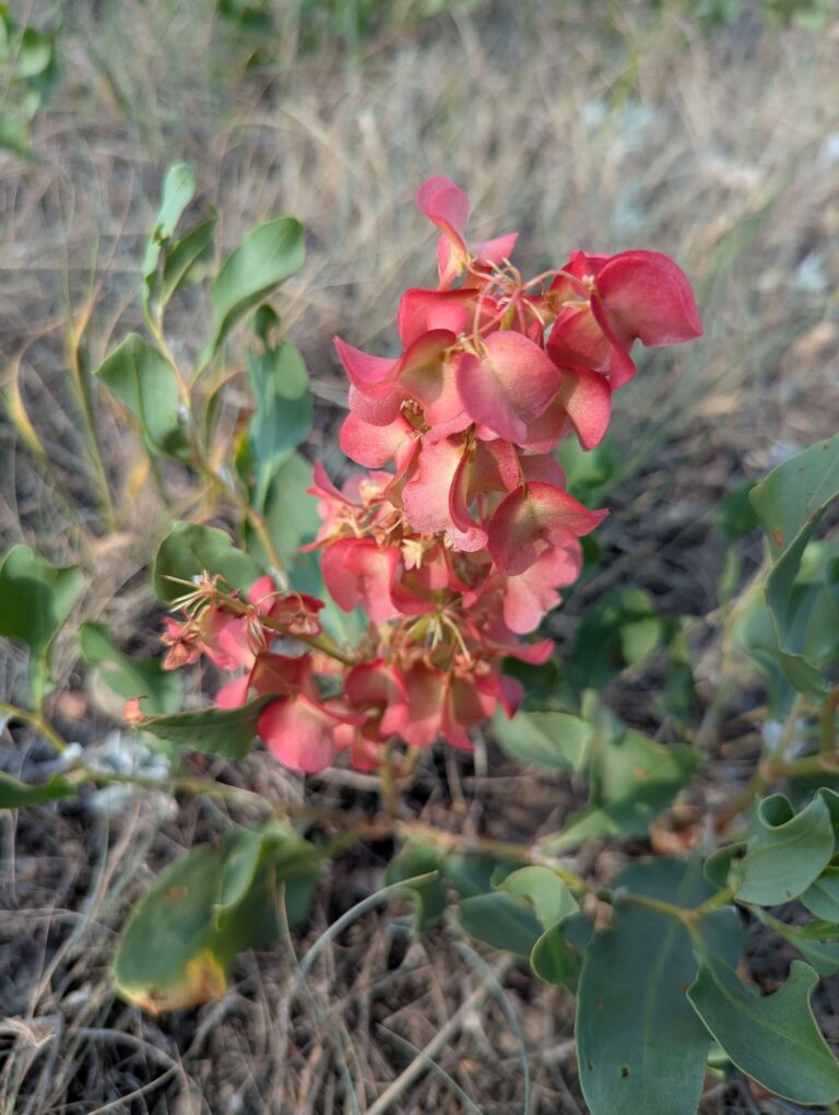 Bodo Archaeological Centre 6 768x1020