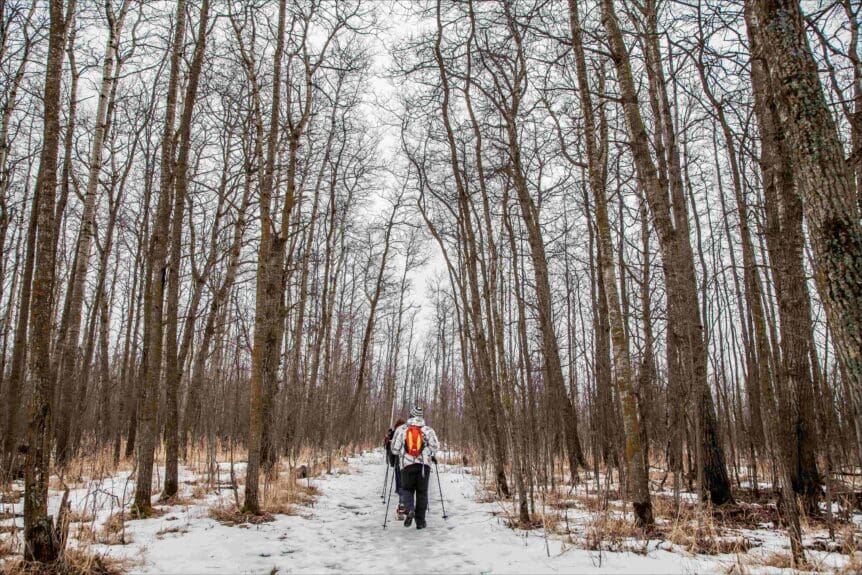 Hikers with walking poles walk through a forest of trees with no leaves and some snow on the ground.