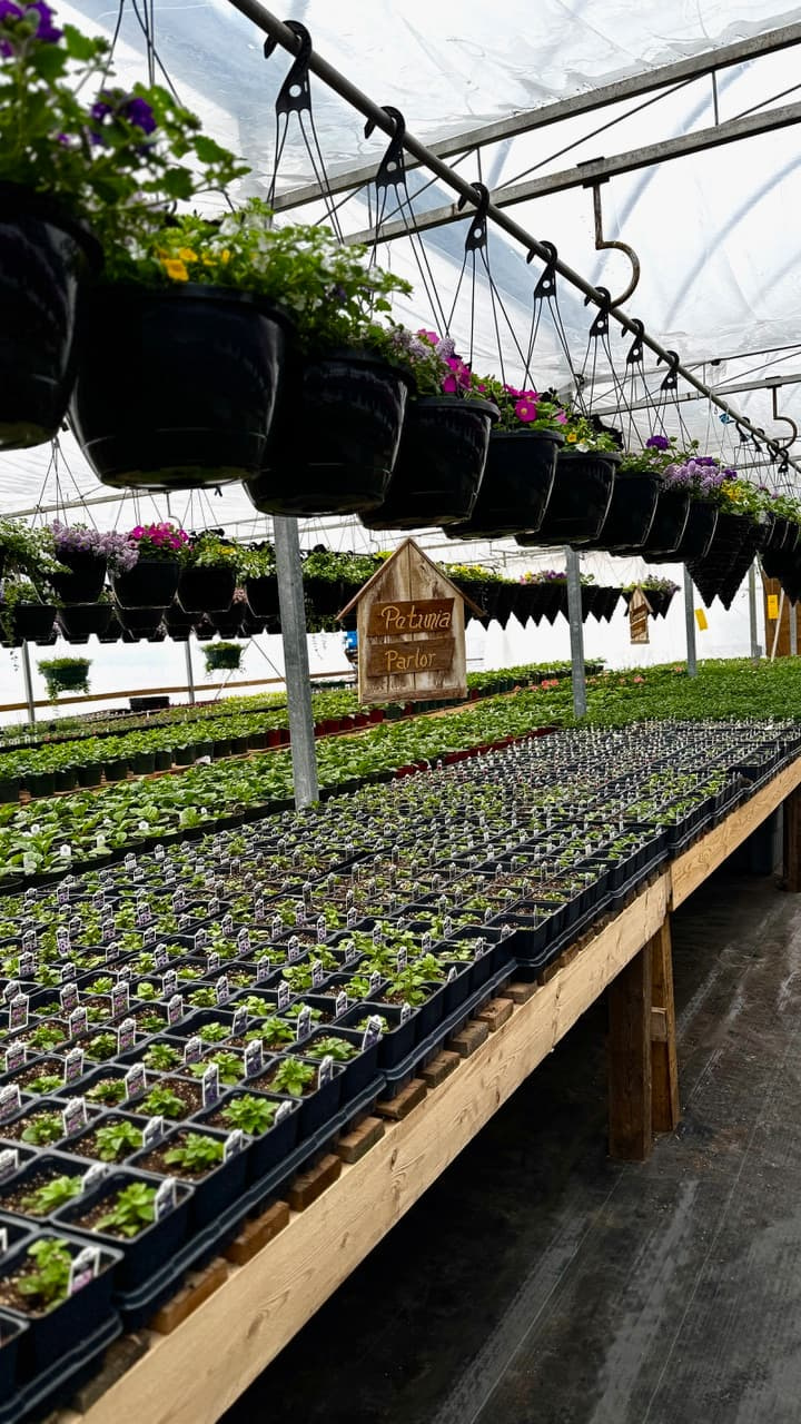 Botanical Blooms 2 1