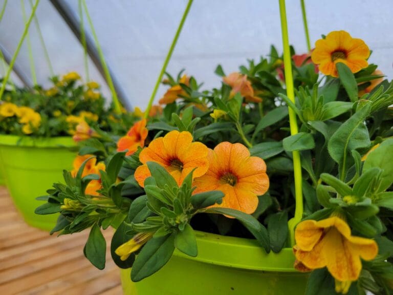 Touch of Green Greenhouse 1 768x576