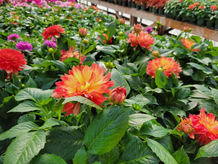 Touch of Green Greenhouse 2 768x576