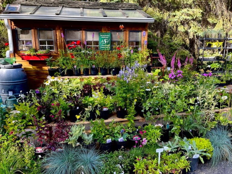 Wildwood Perennials 3 768x576