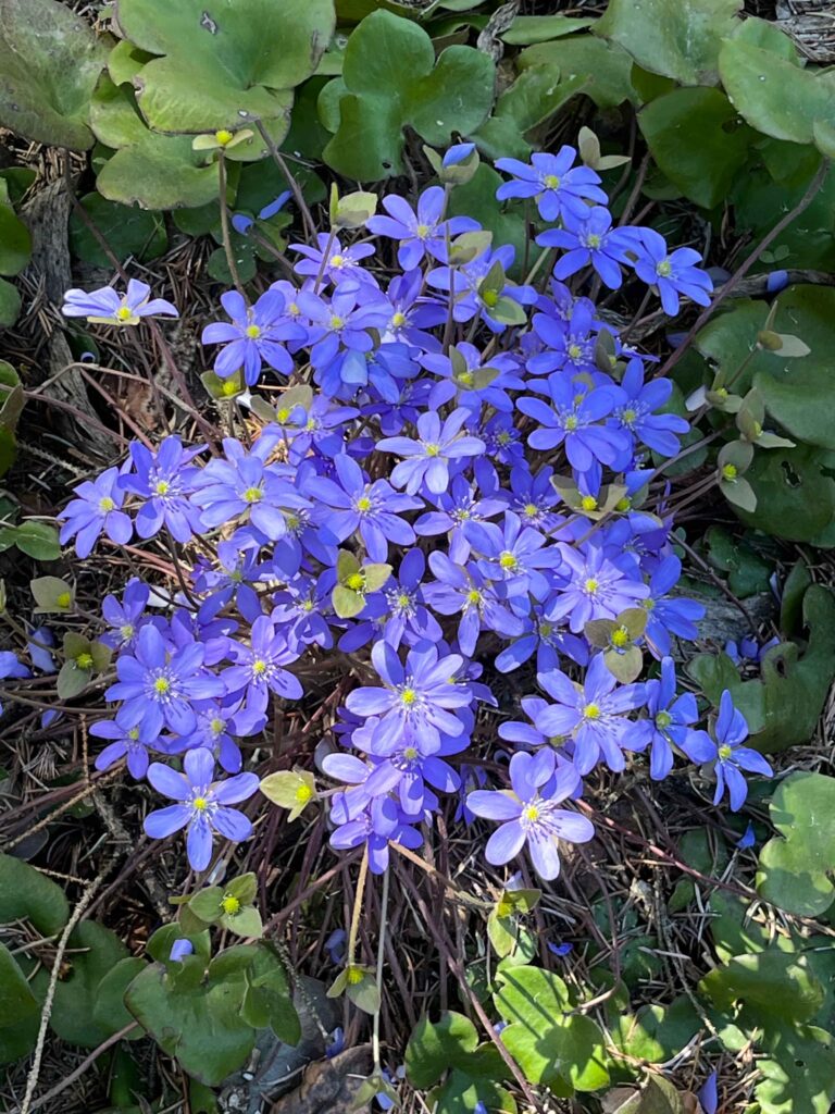 Wildwood Perennials 8 768x1024