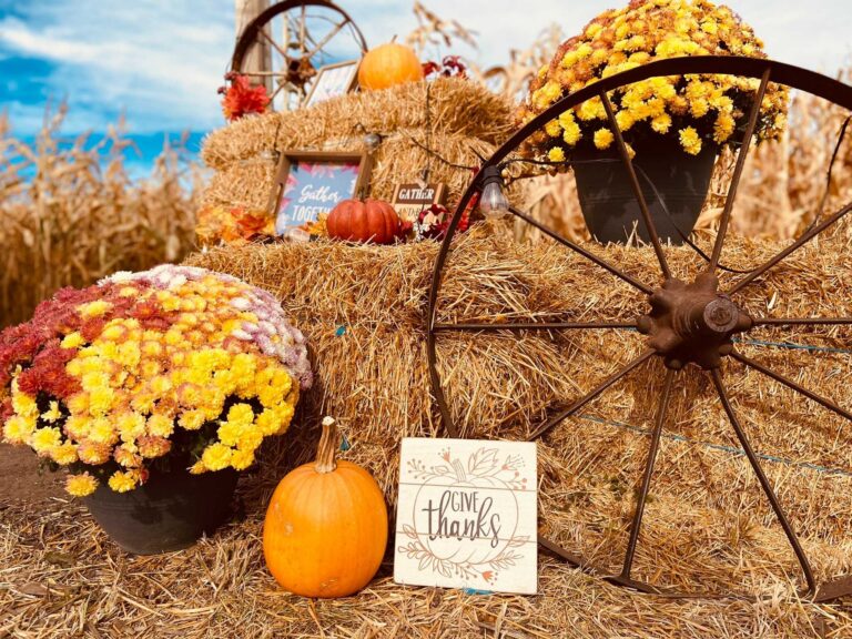 Keato Corn Maze 1 768x576