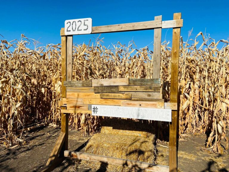Keato Corn Maze 2 768x576