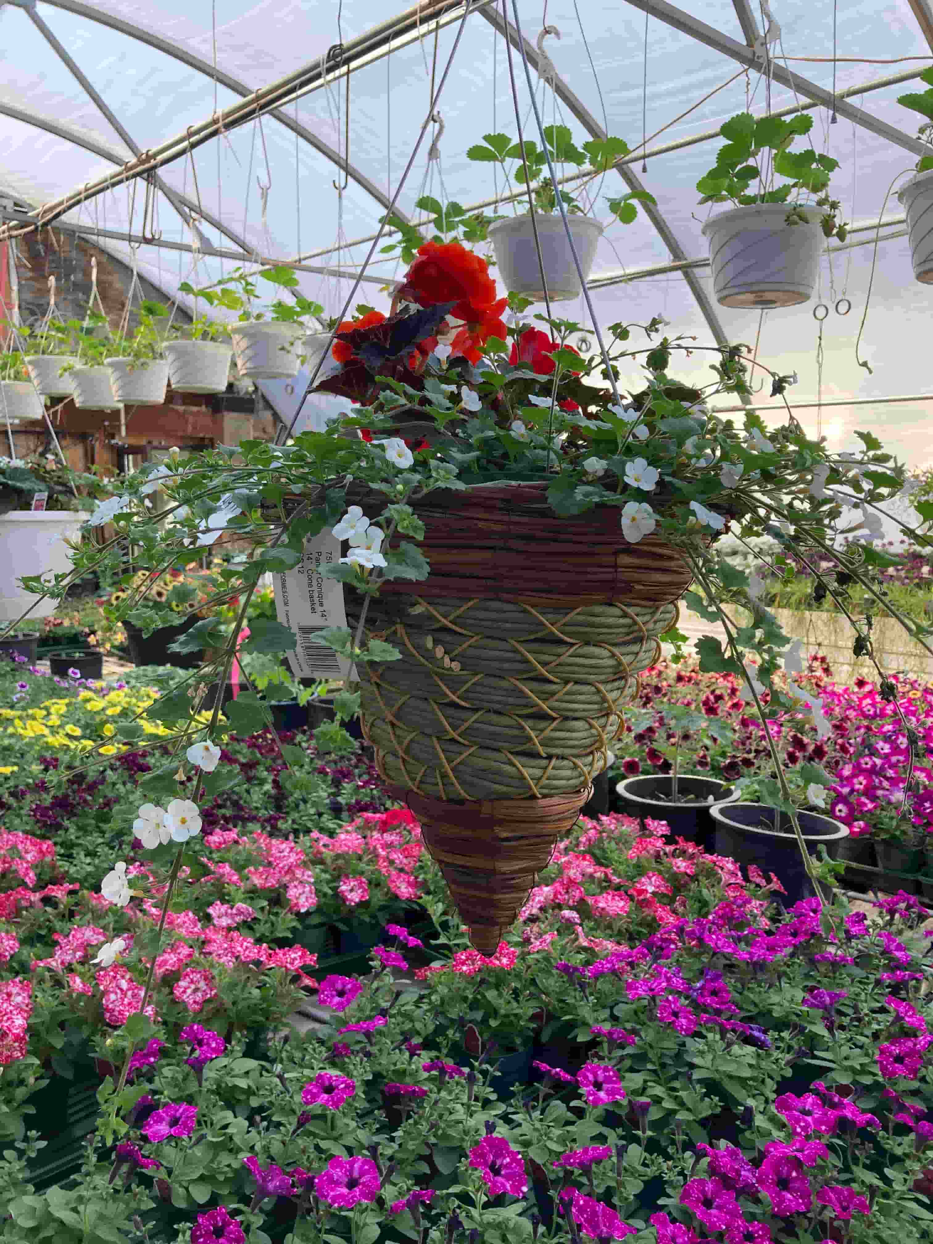 Les Greenhouse 1