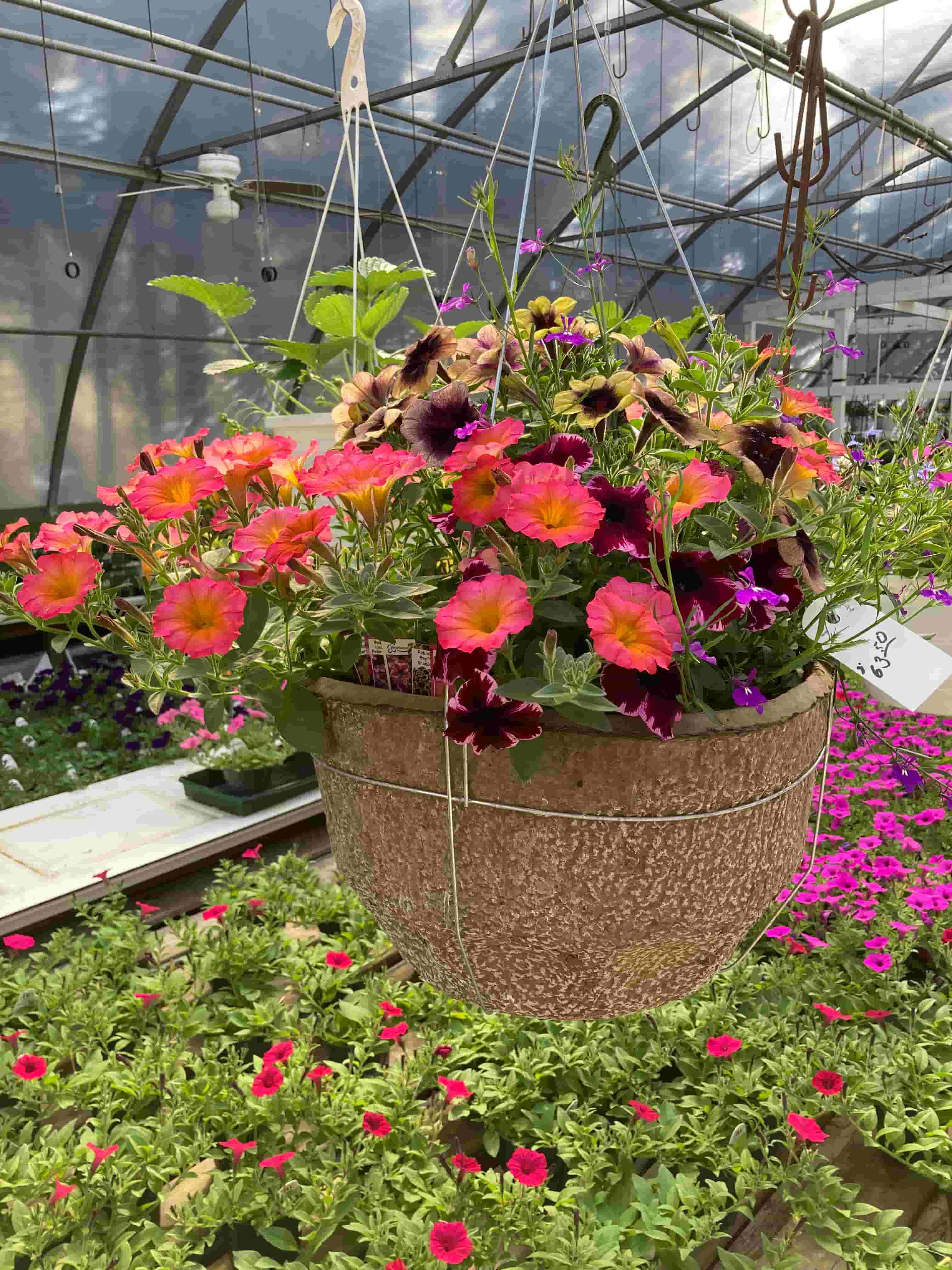 Les Greenhouse 4